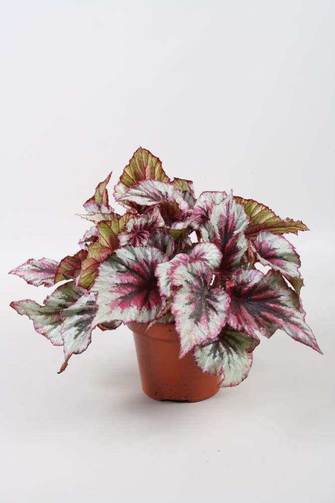 begonia feuillage