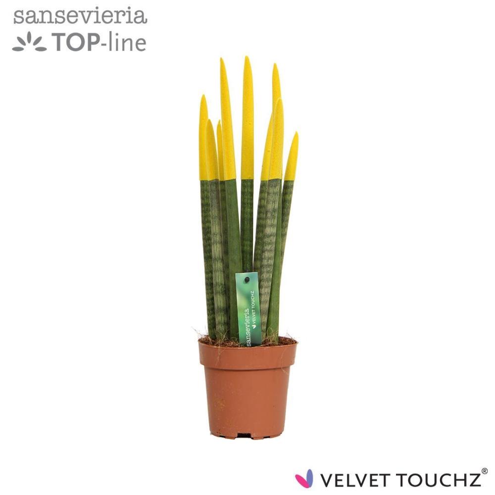 Sansevieria
