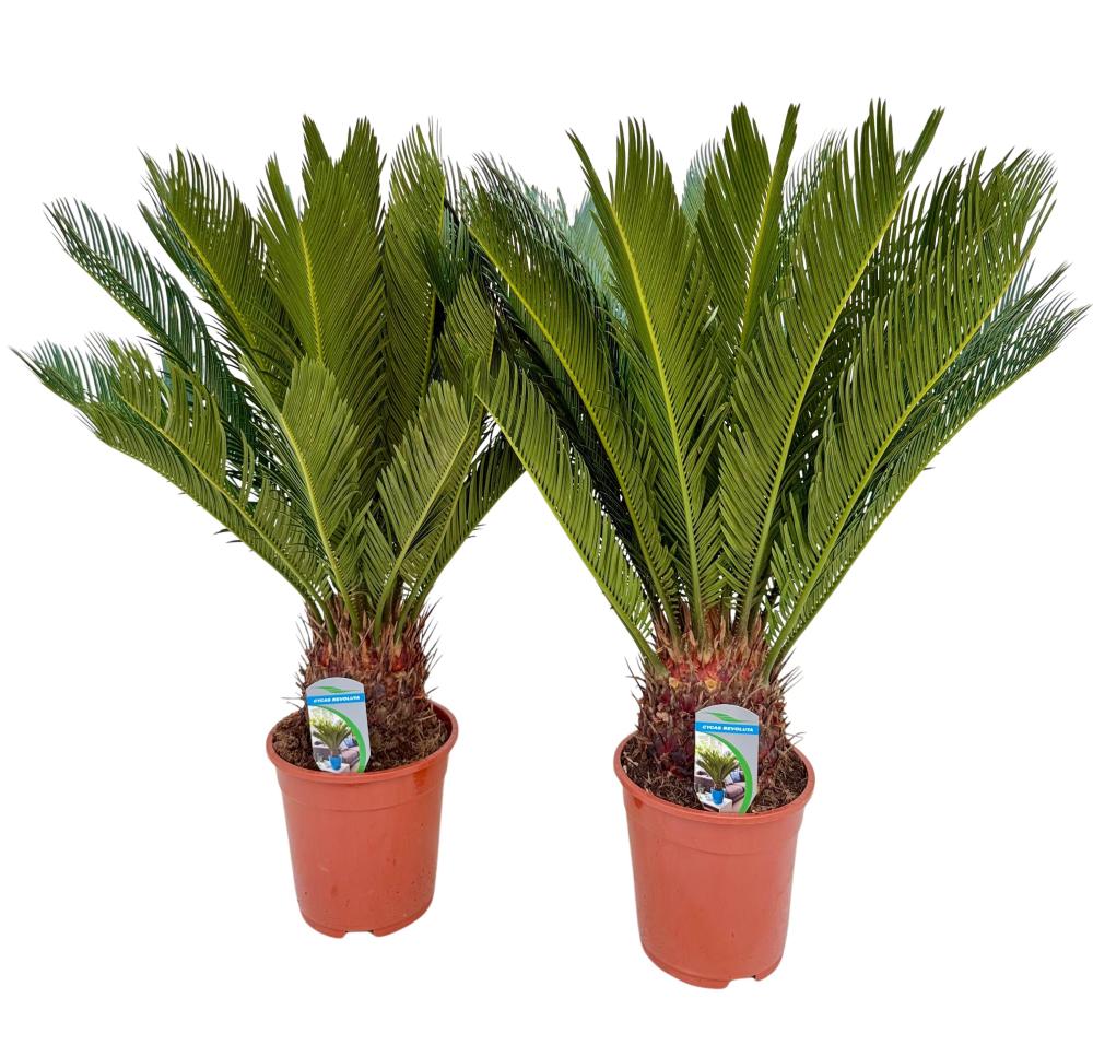 Cycas