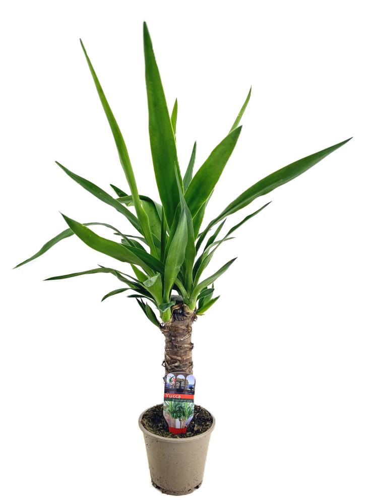yucca