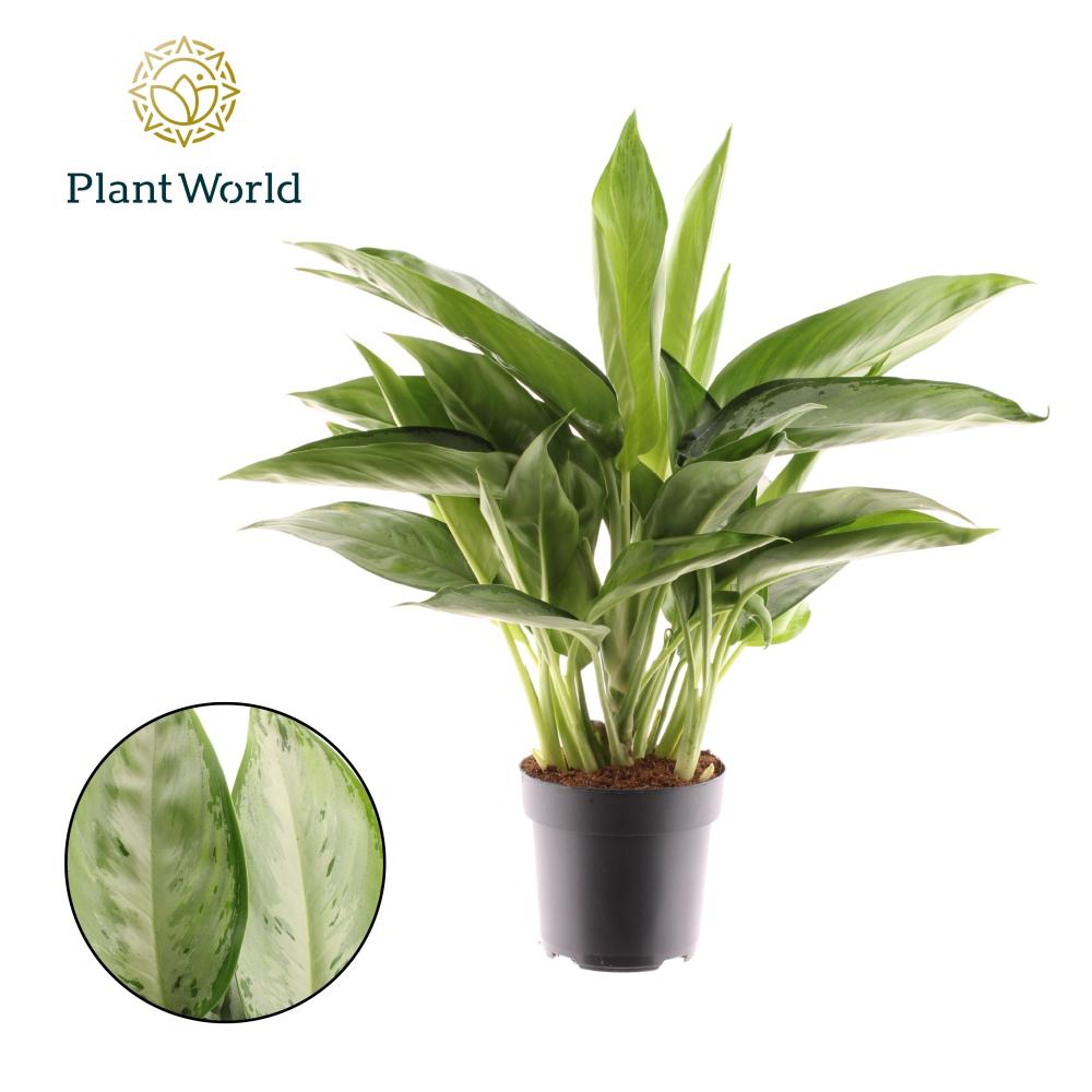 Aglaonema