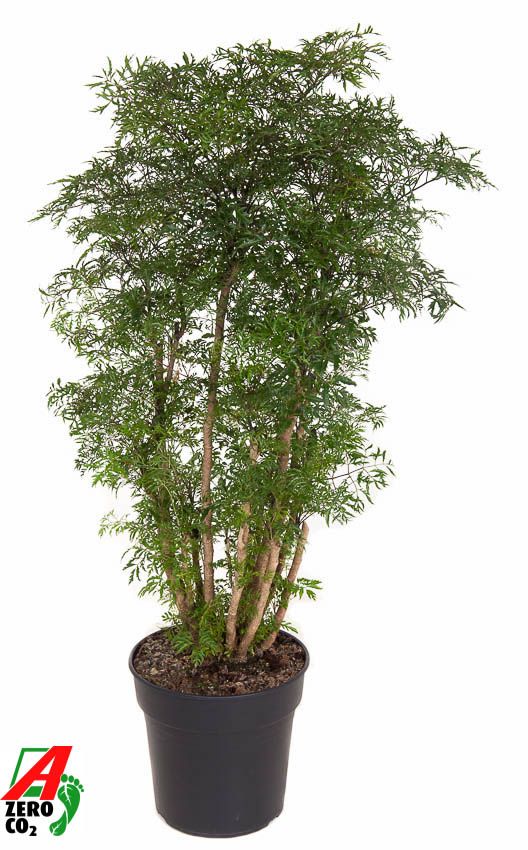 Polyscias
