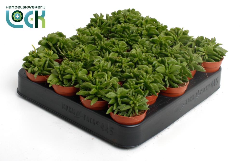 Peperomia