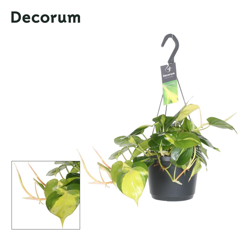 philodendron