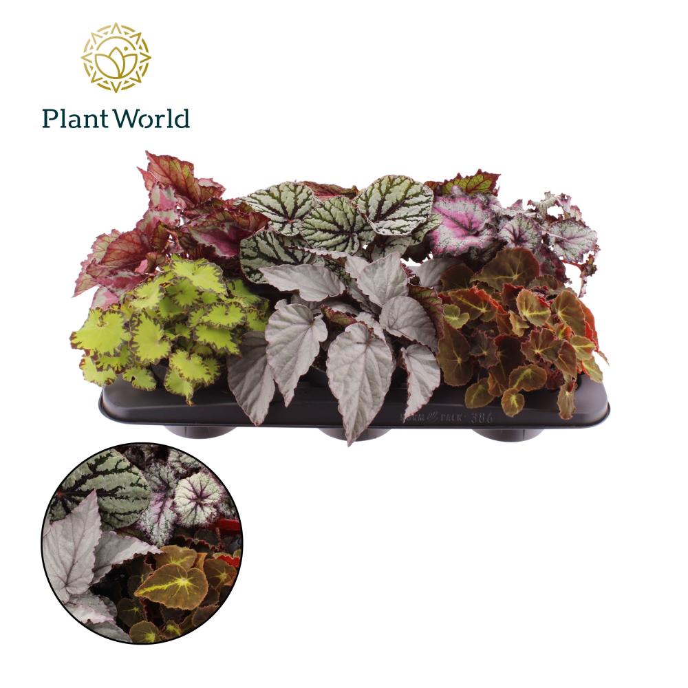 begonia feuillage