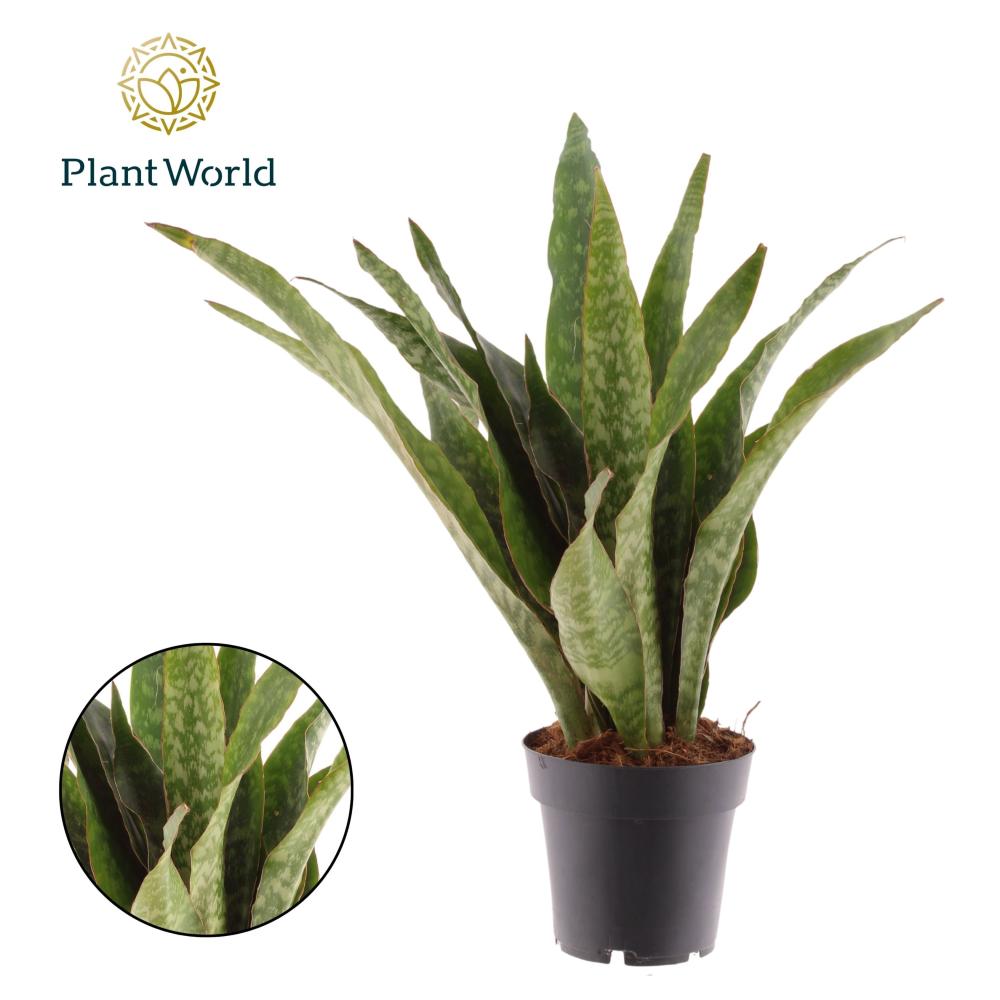 Sansevieria