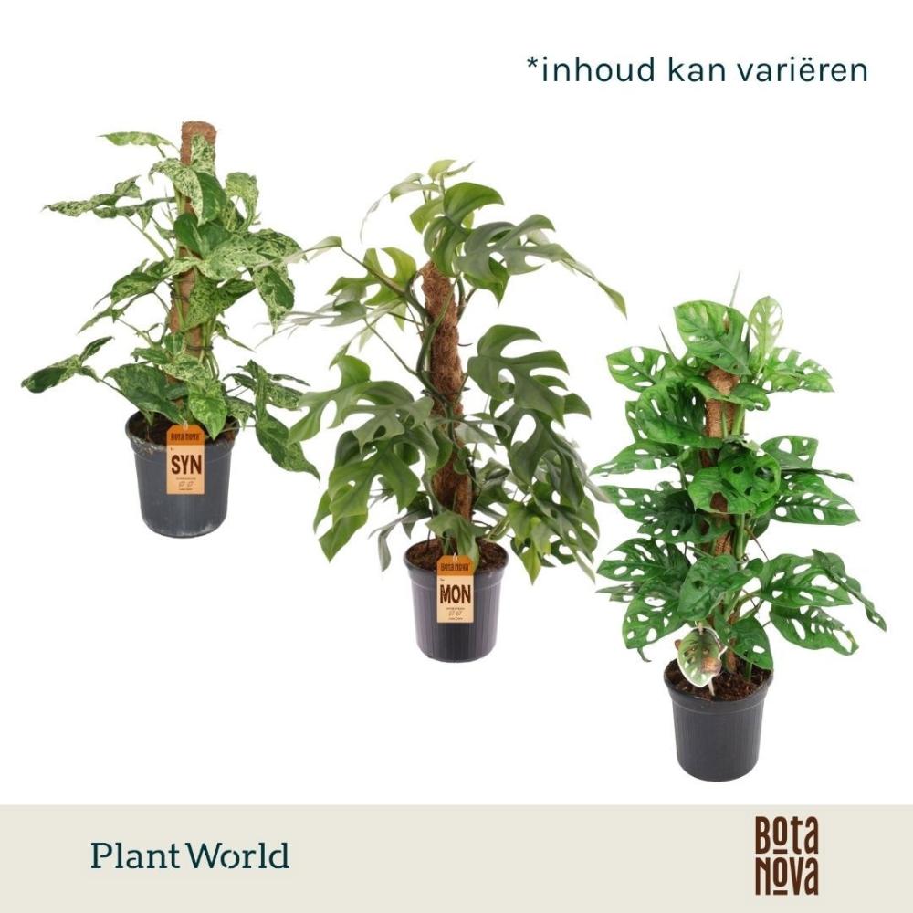 Plantes mix