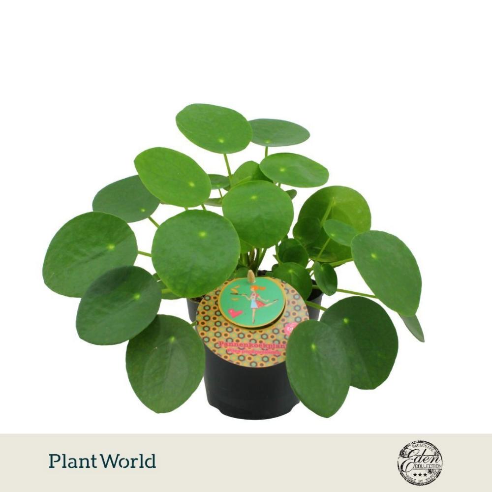 Pilea