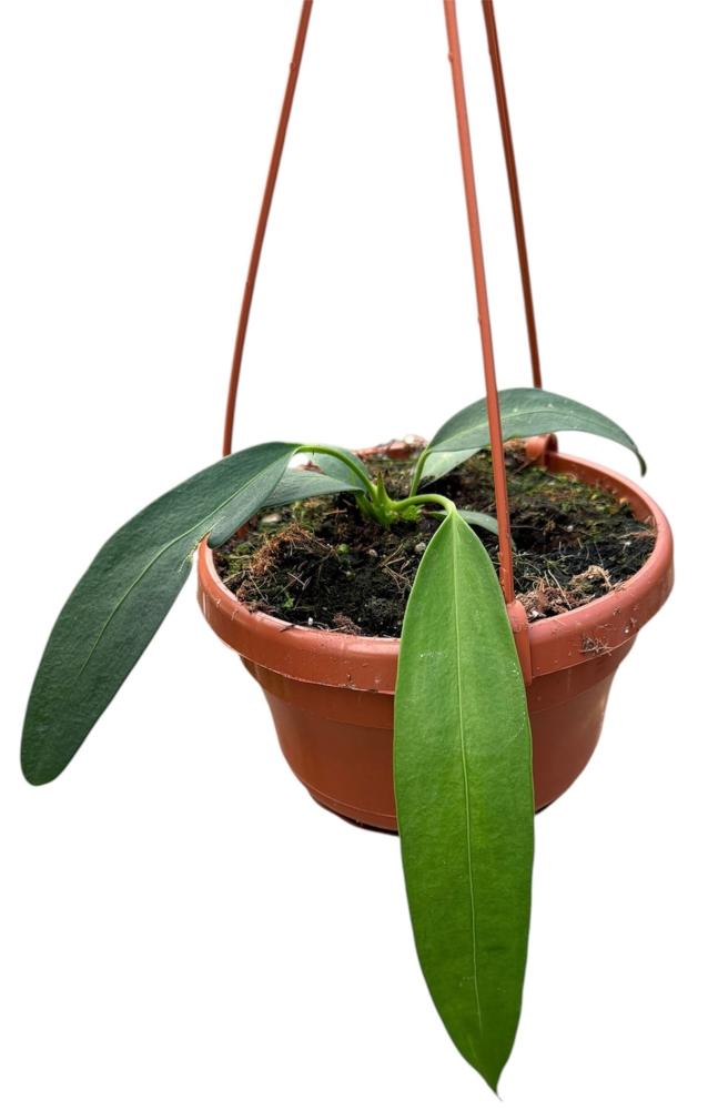 Anthurium