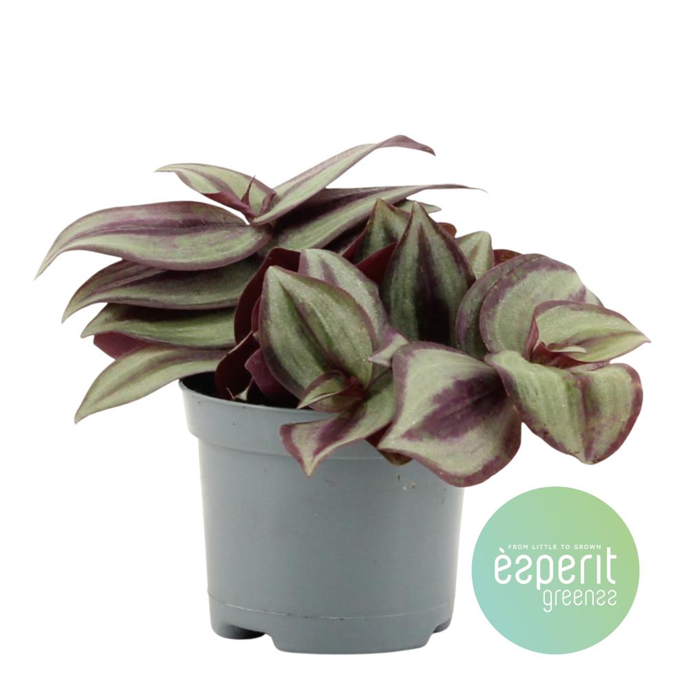 Tradescantia