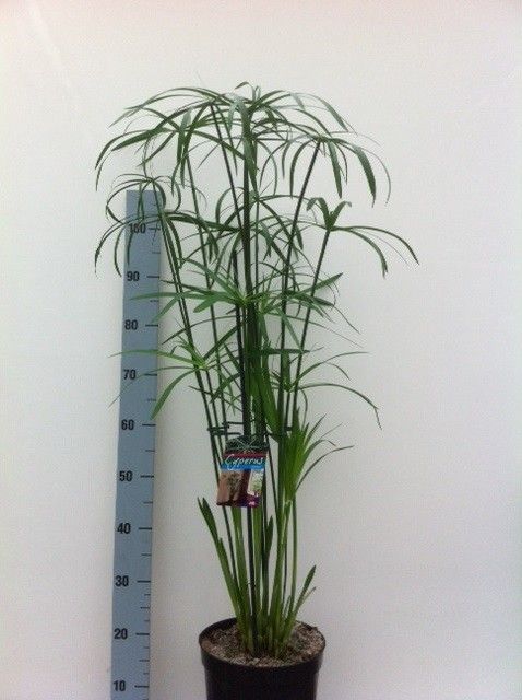 Cyperus