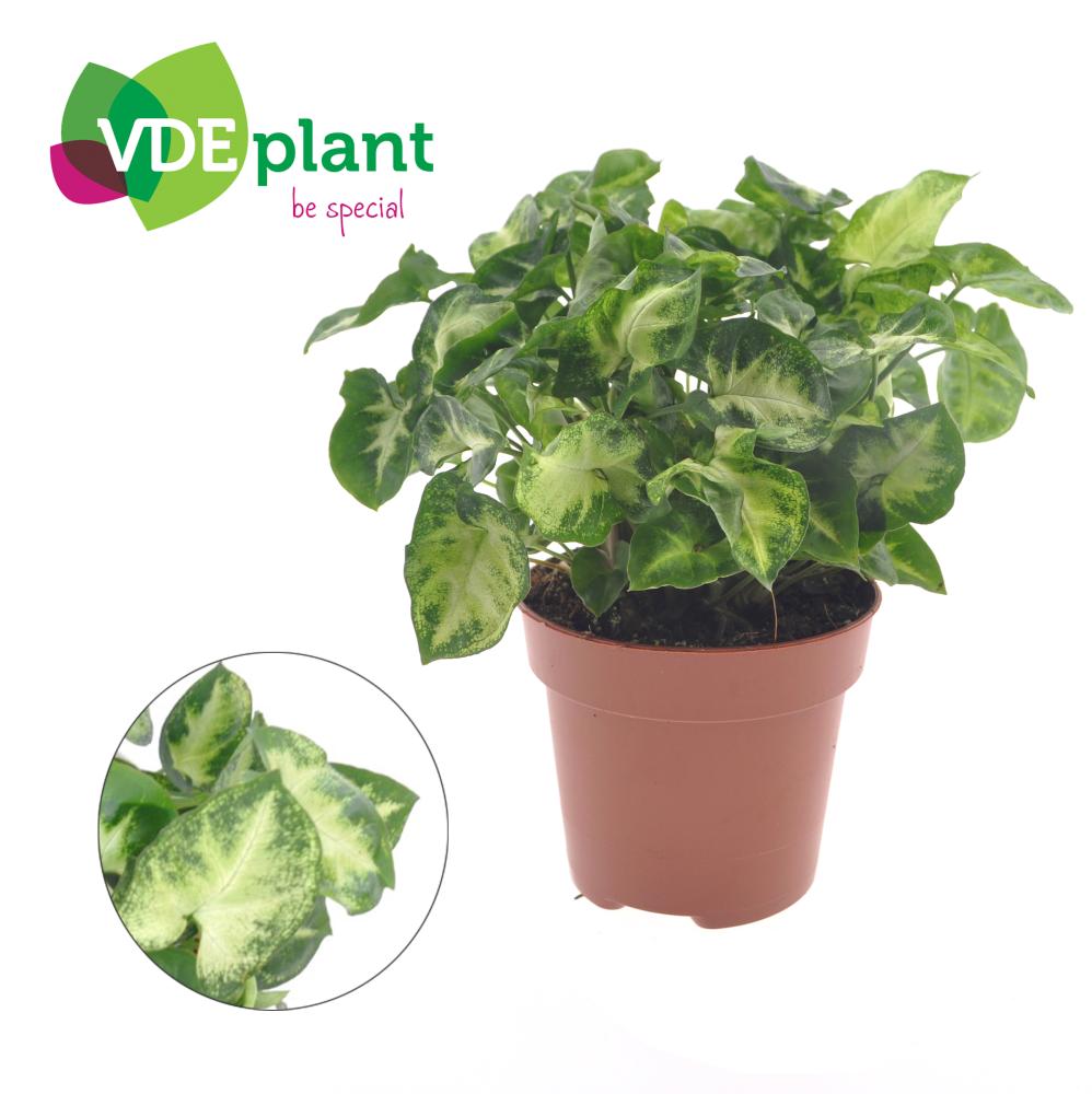 Syngonium