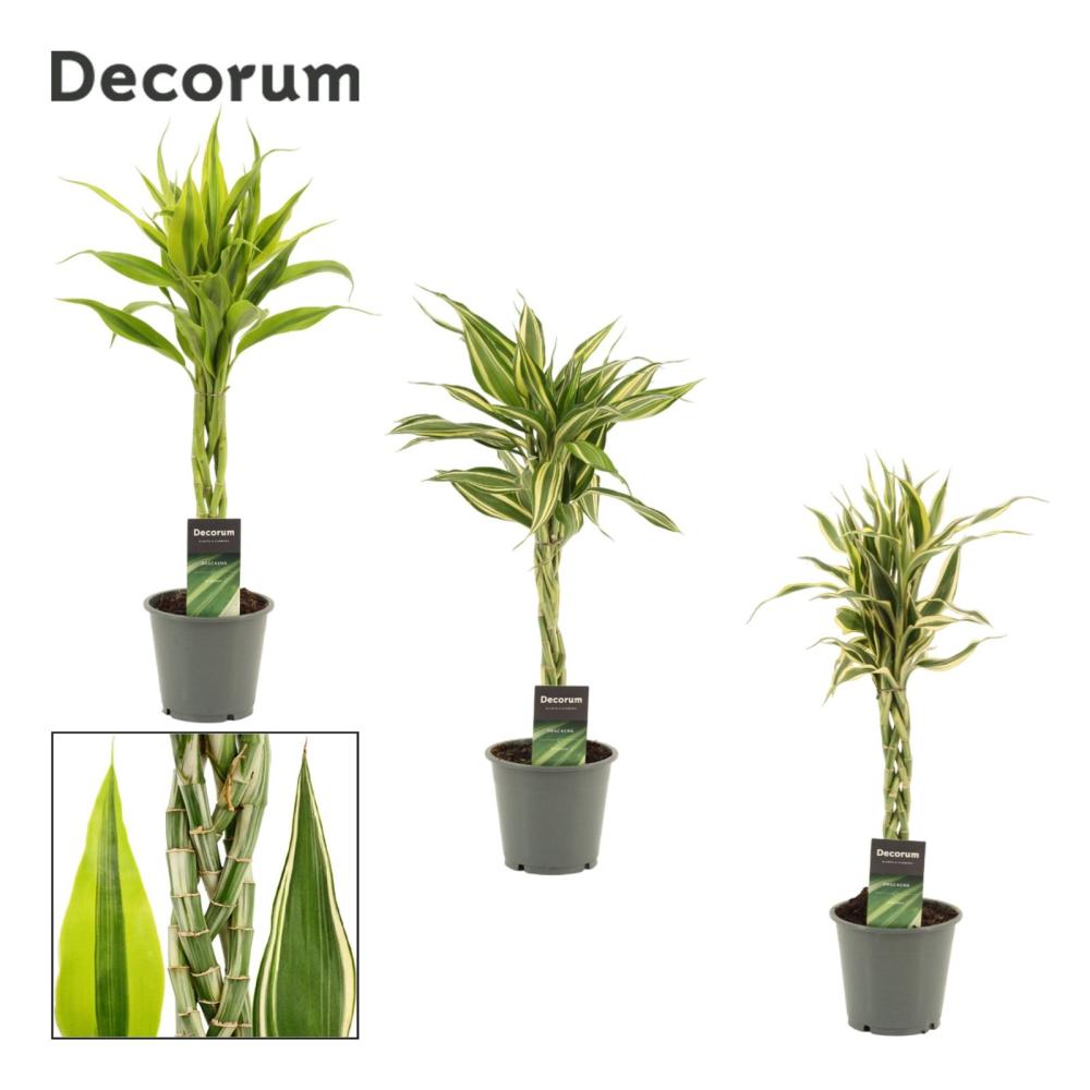 Dracaena