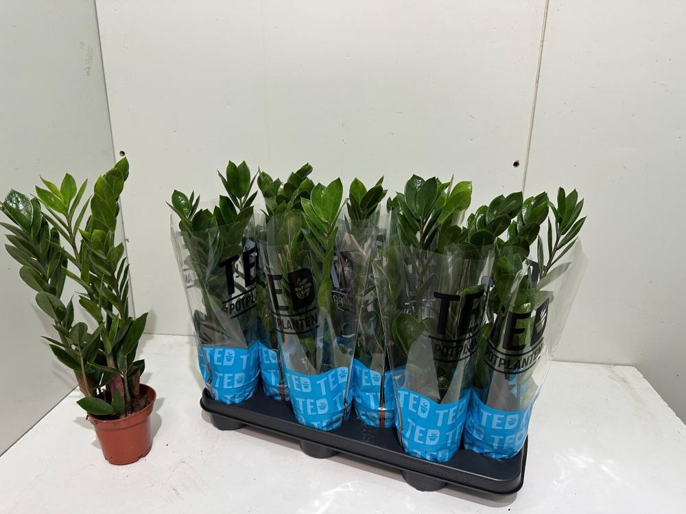 Zamioculcas