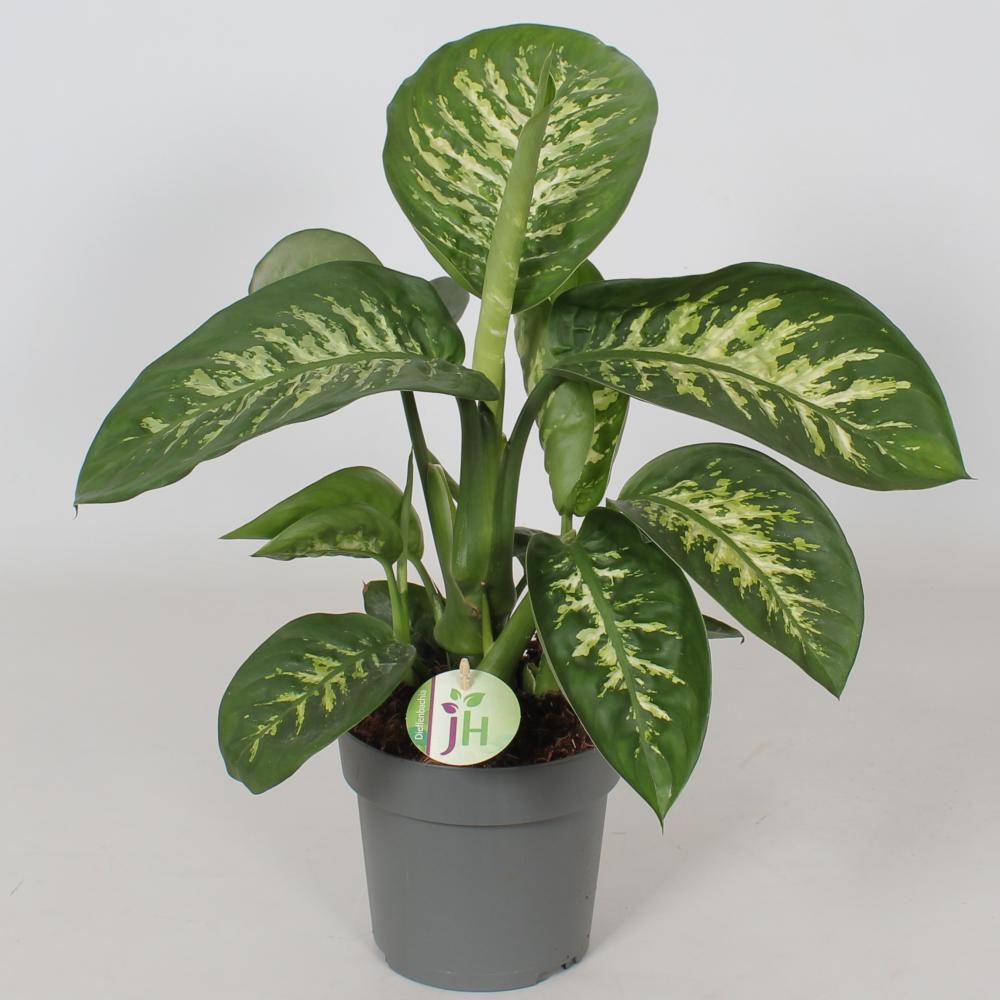 Dieffenbachia