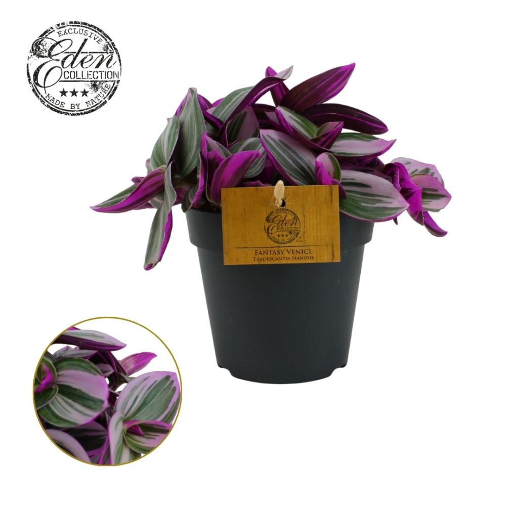 Tradescantia