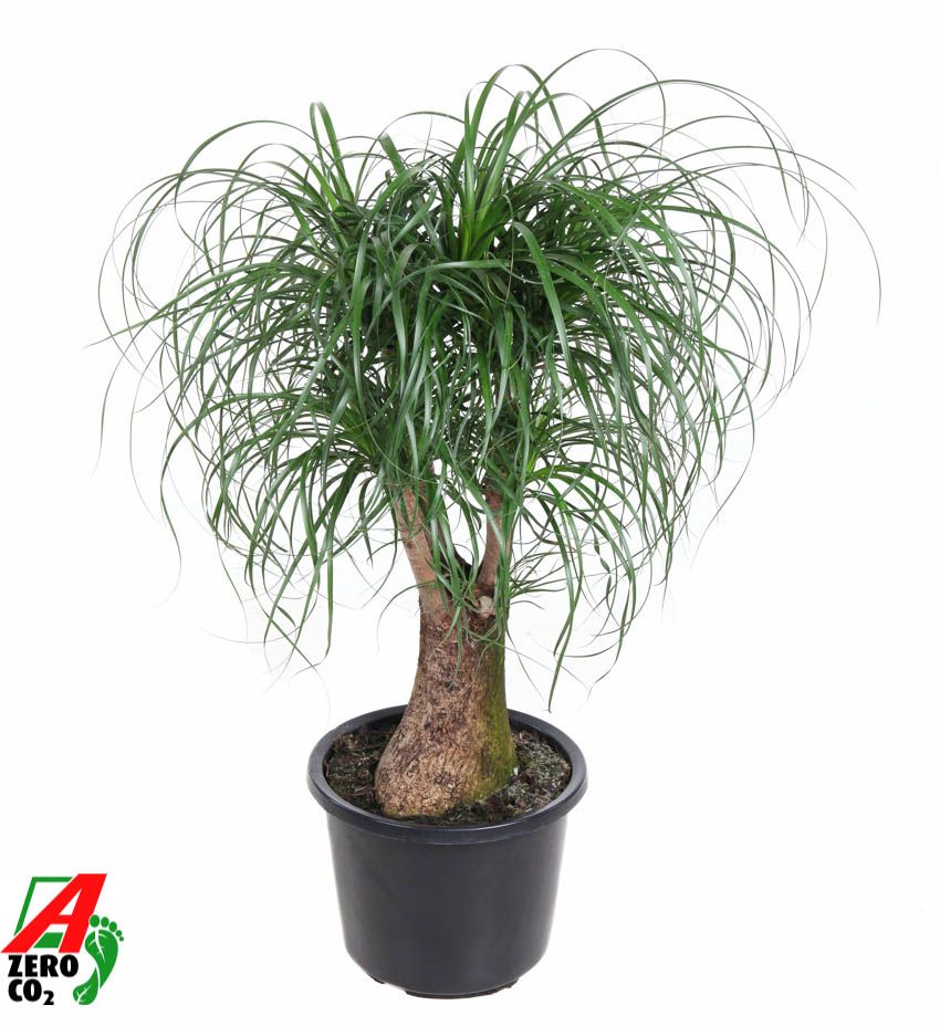 Beaucarnea