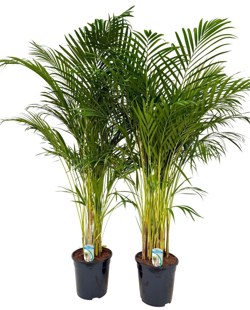 Dypsis-areca