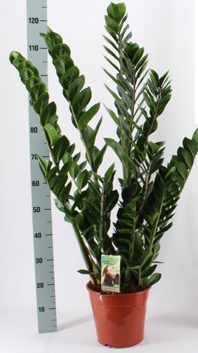 Zamioculcas