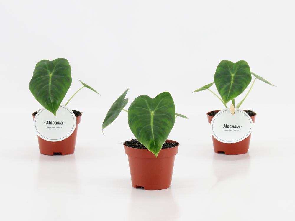 Alocasia