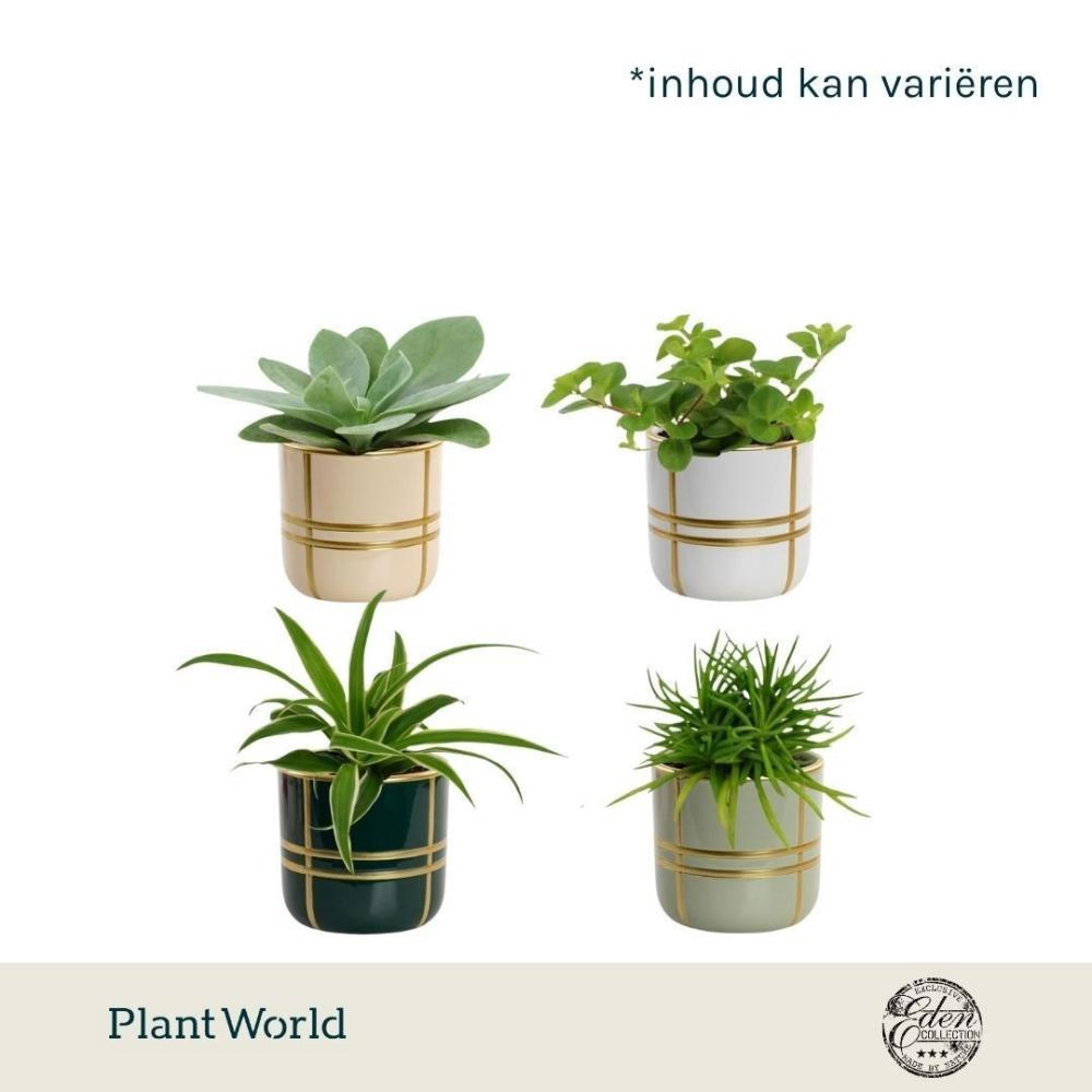 Plantes mix