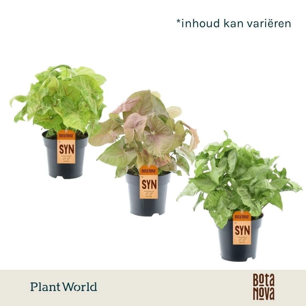 Syngonium