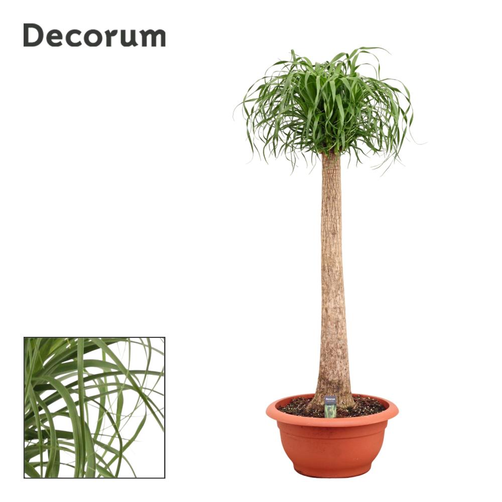 Beaucarnea