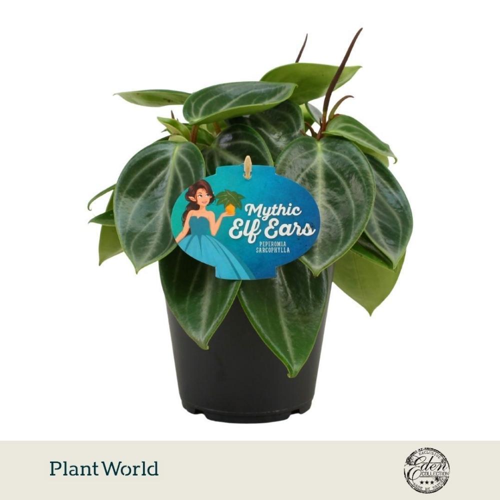 Peperomia