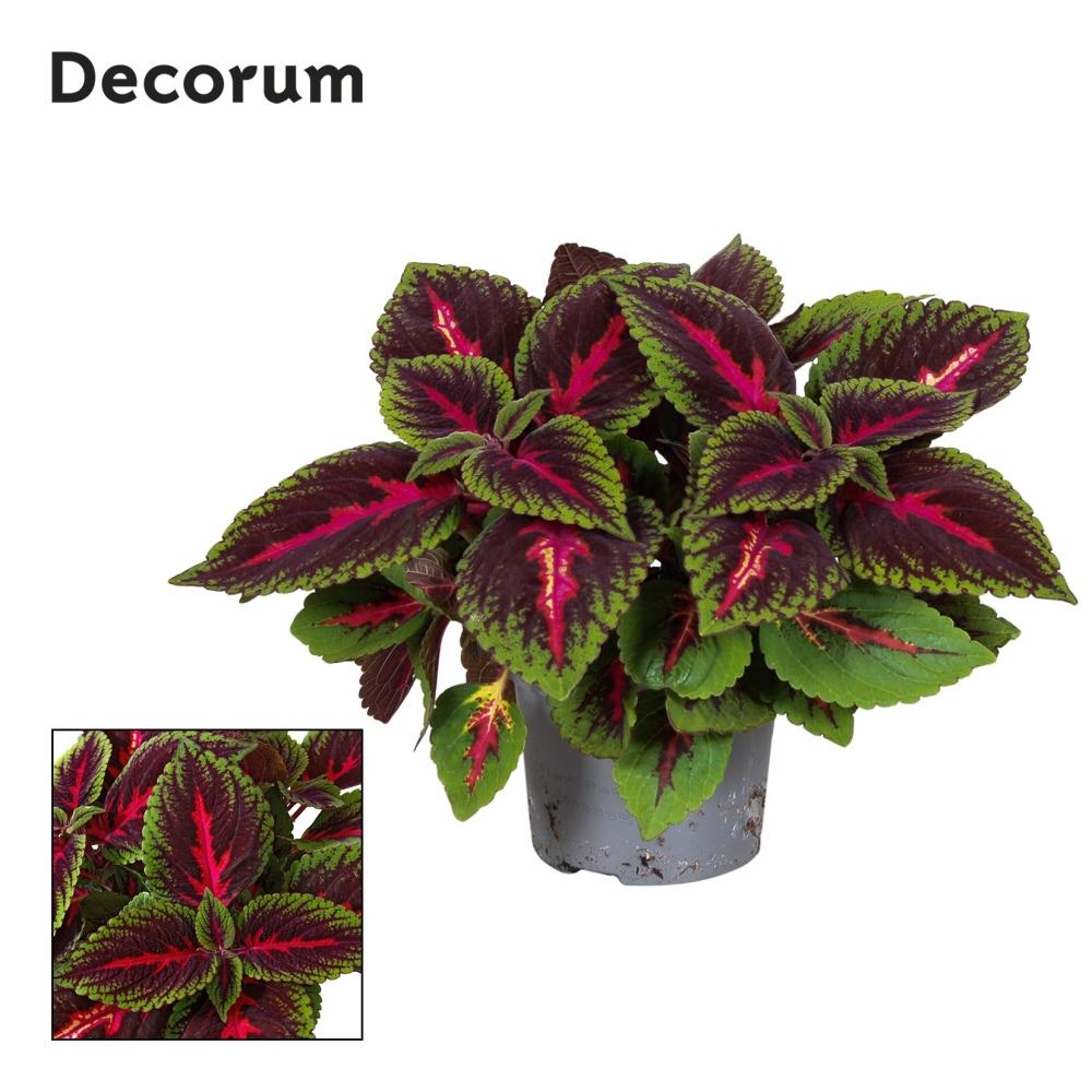 Plectranthus