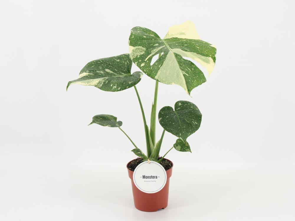 Monstera