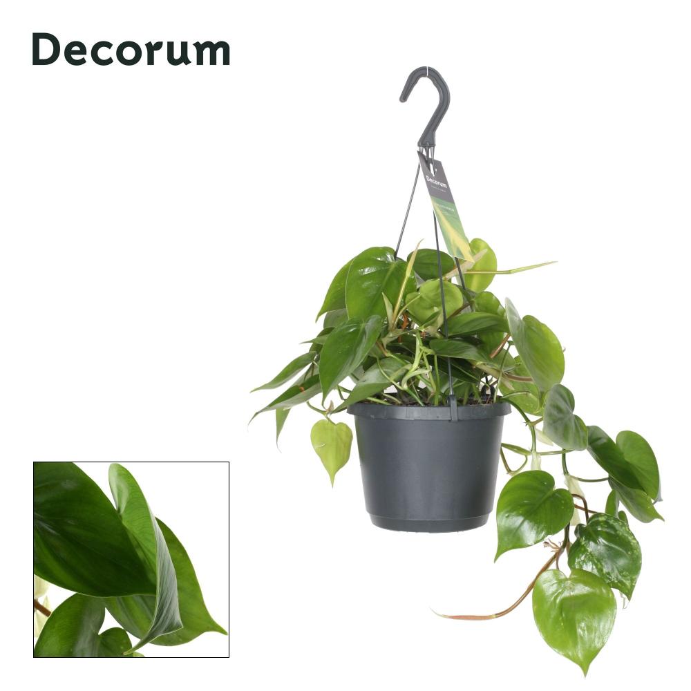 Philodendron