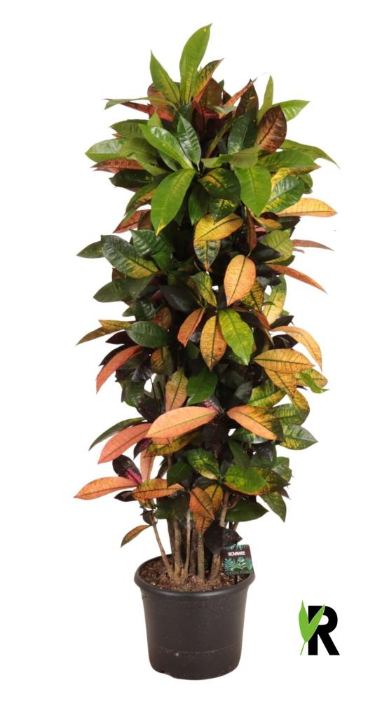 Croton