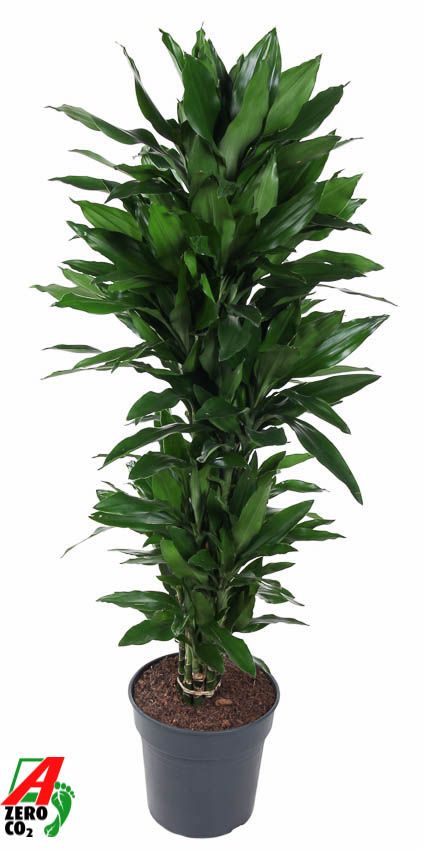 Dracaena