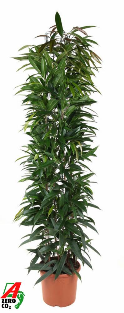 Ficus