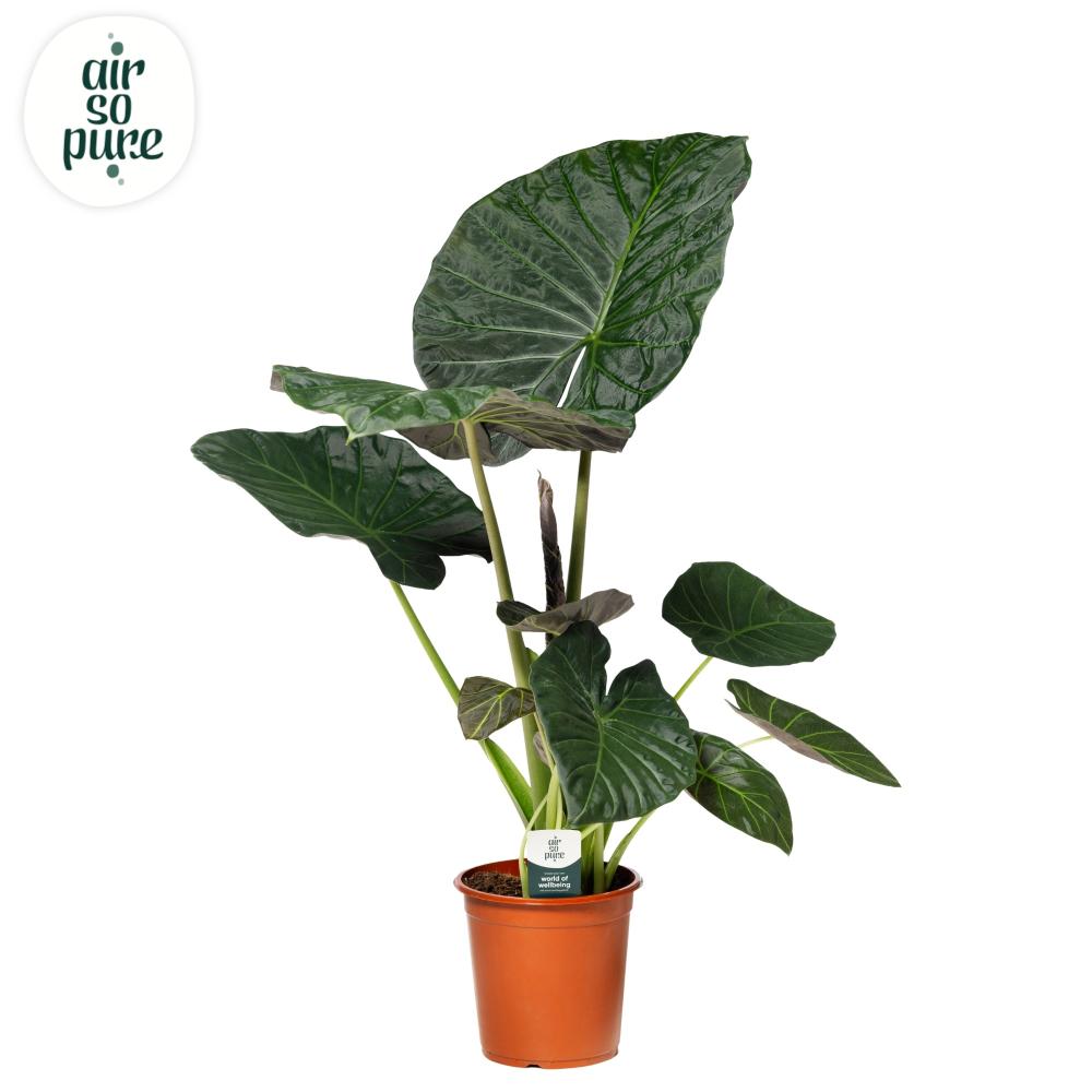 Alocasia