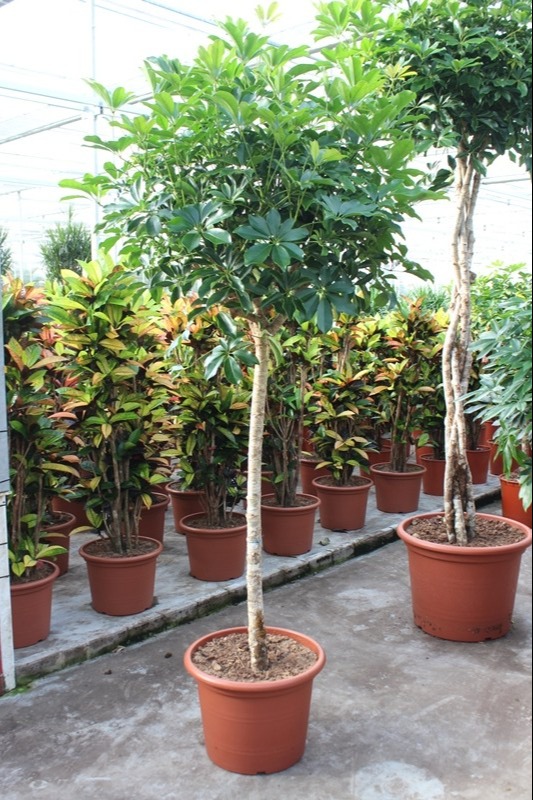 Schefflera
