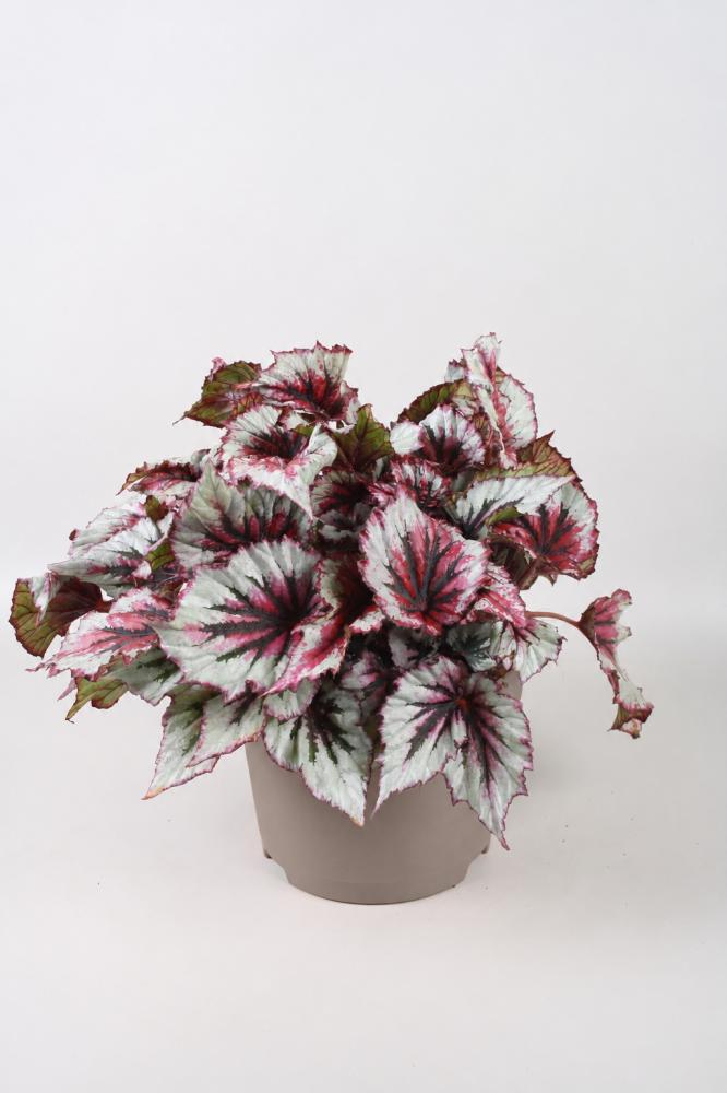 Begonia feuillage