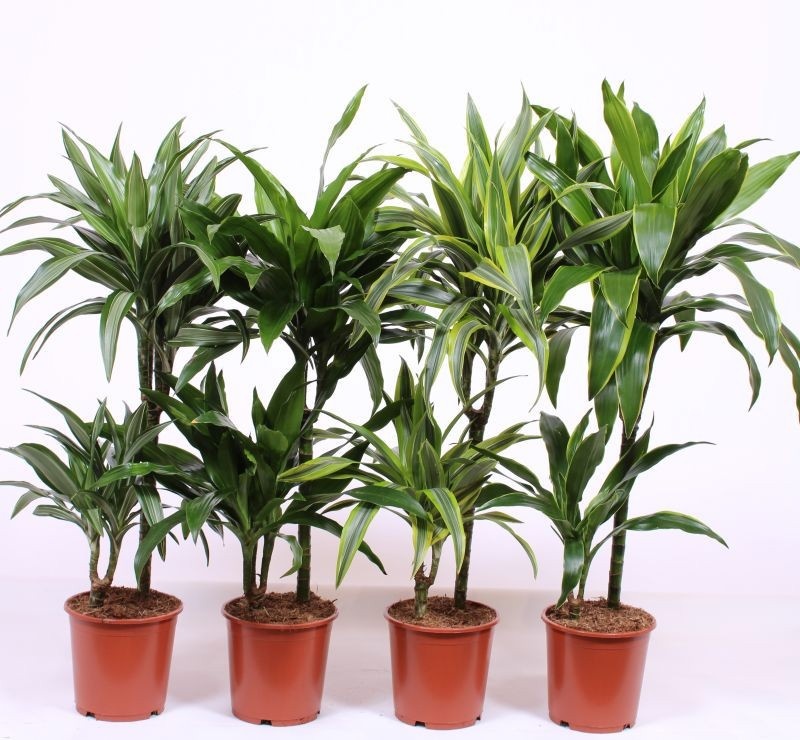 Dracaena