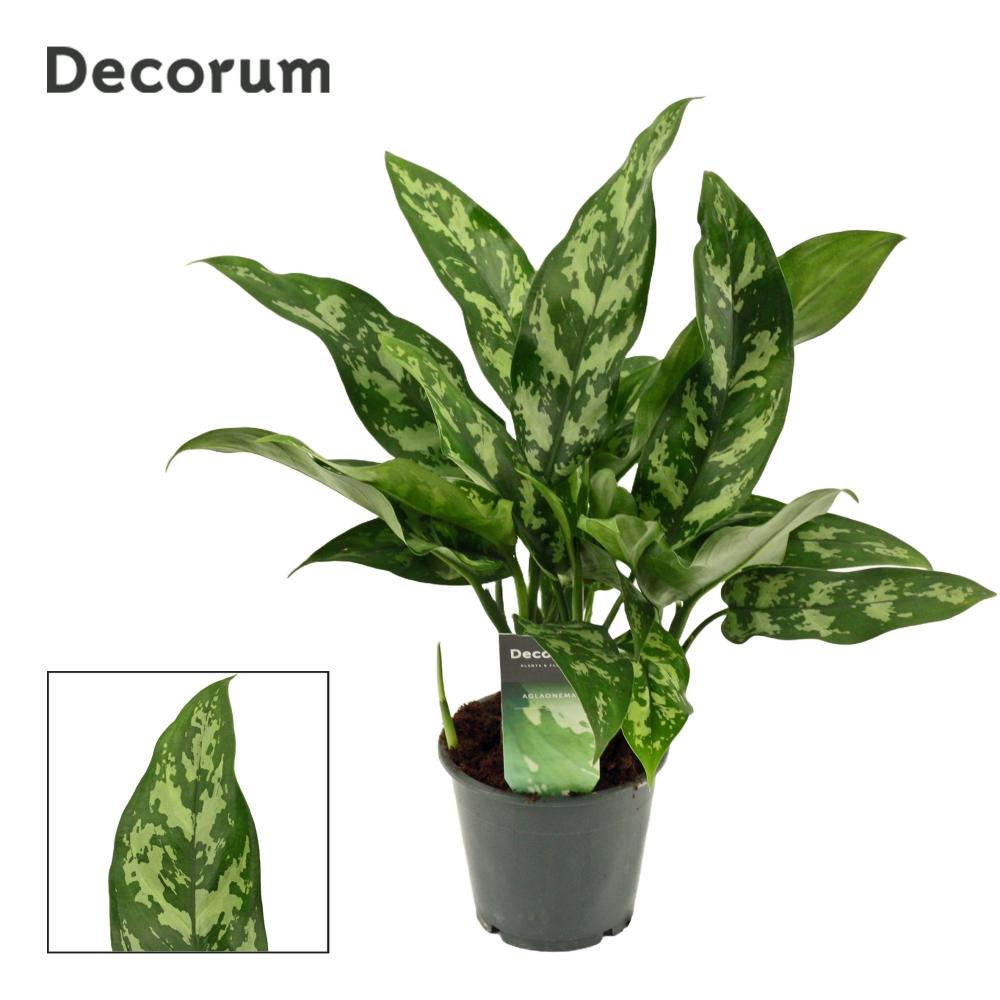 Aglaonema