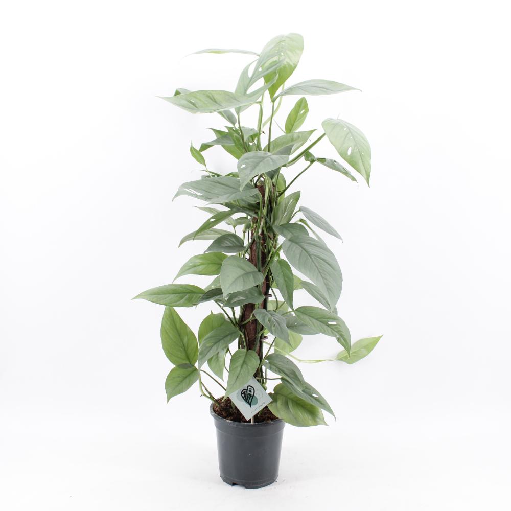 Scindapsus