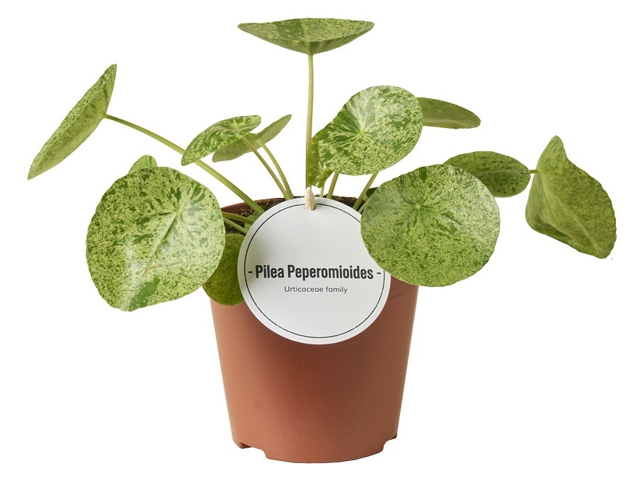 Pilea