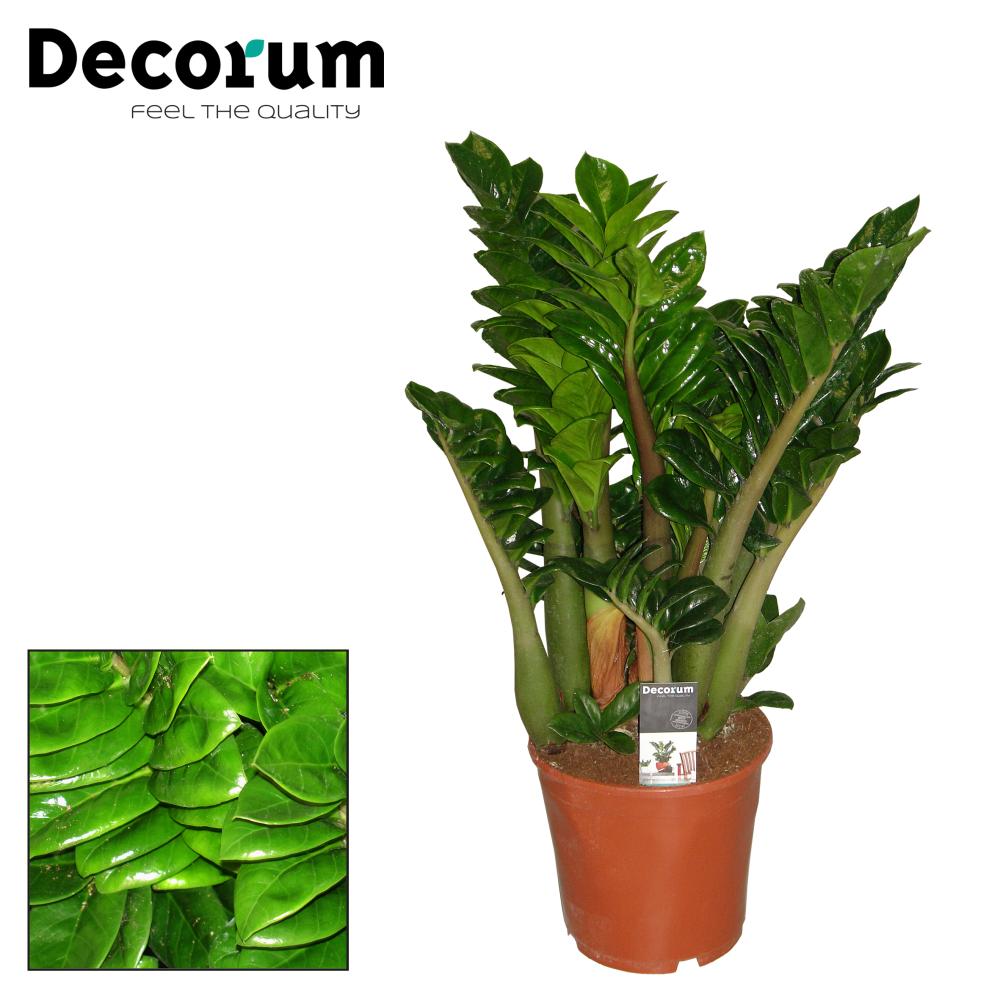 Zamioculcas