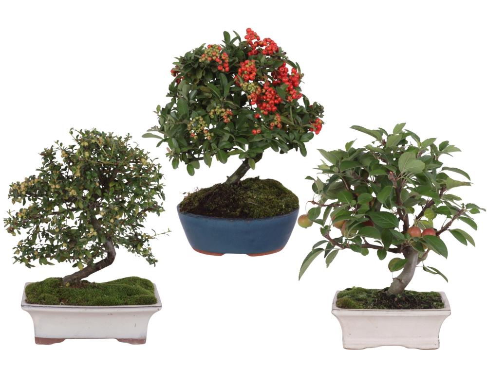 bonsai