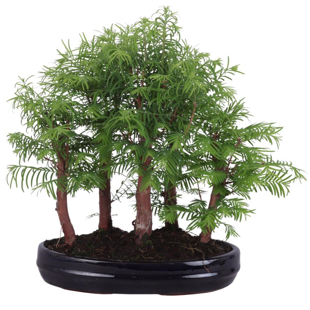 bonsai