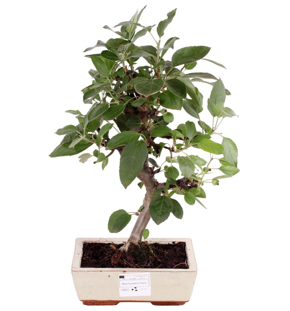 bonsai