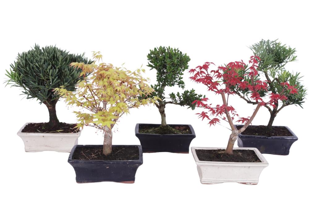 bonsai