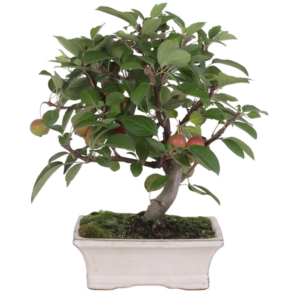 bonsai d'extérieur