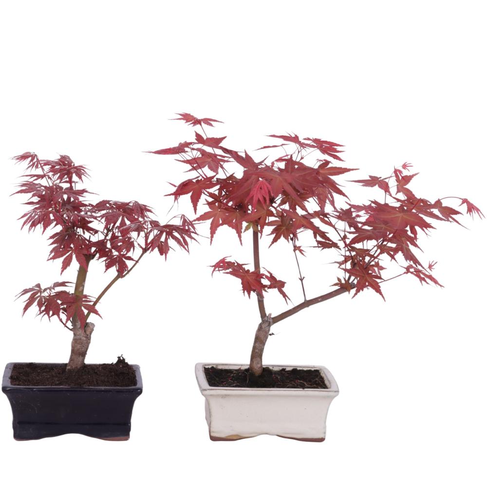bonsai