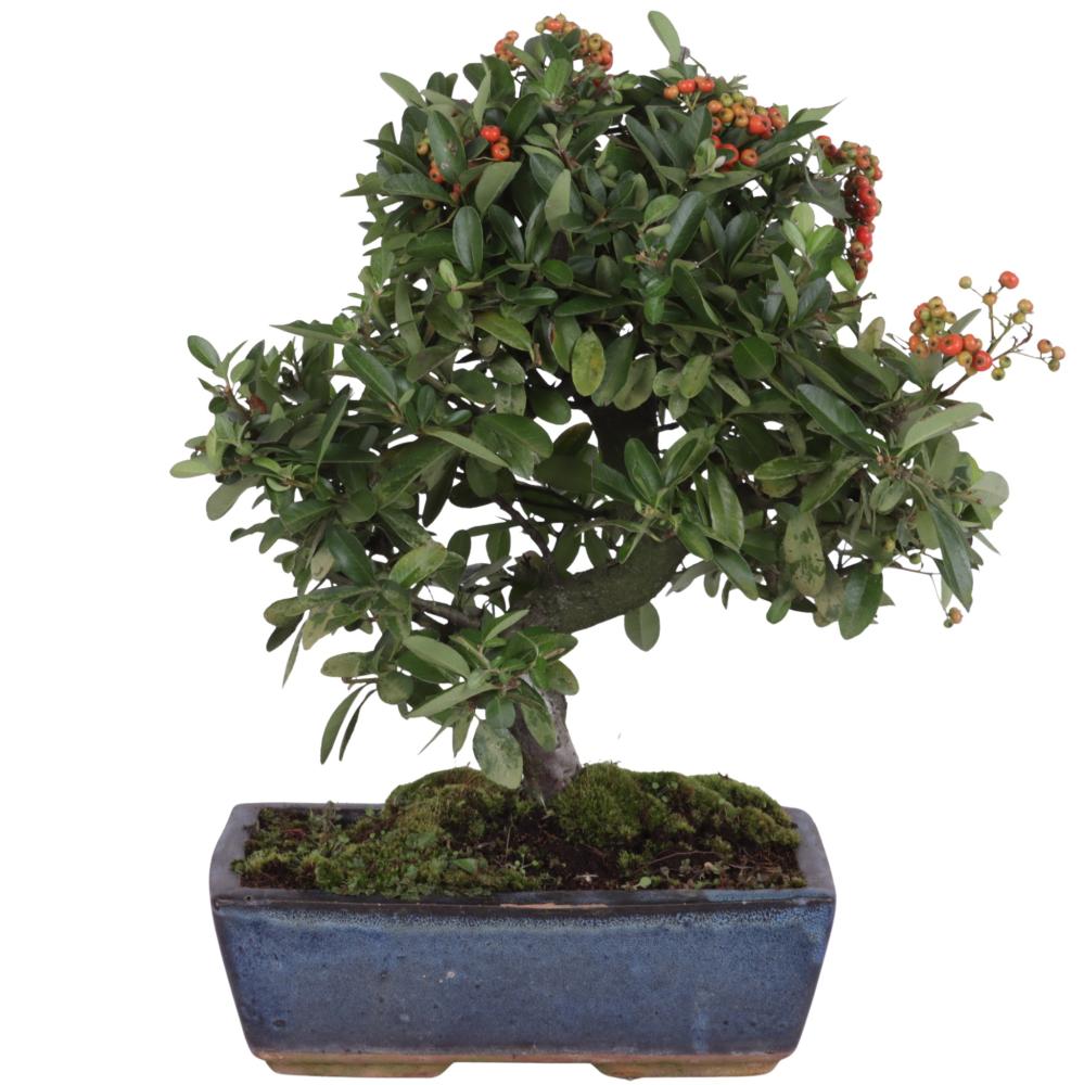 bonsai d'extérieur