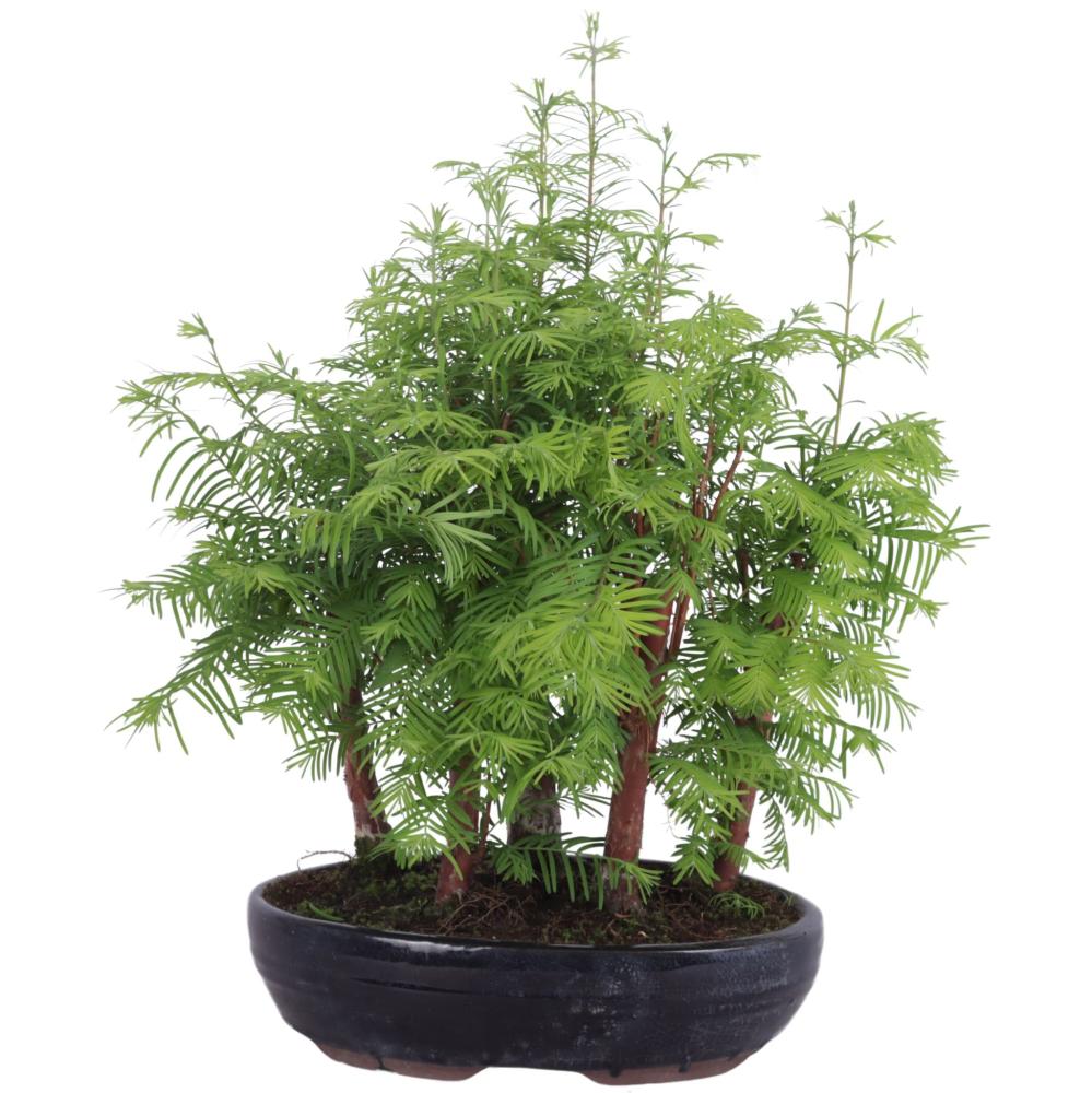 bonsai